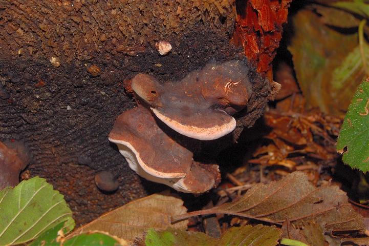 Fomitopsis rosea